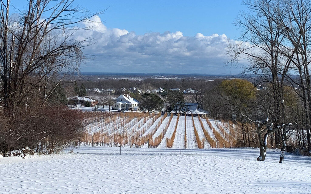 The Organized Crime Winery
